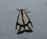 The neighbour moth  (<em>Haploa contigua</em>), #8110