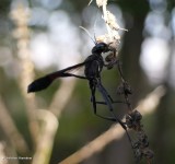 Sphecid wasp (<em>Ammophila</em> sp.)