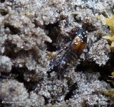 Rove beetle  (<em>Tachinus</em> sp?)