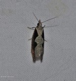 Diamondback epinotia moth (<em>Epinotia lindana</em>), #3351
