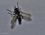 Tachinid fly (<em>Hemyda aurata</em>)