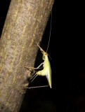 Tree cricket, female (<em>Oecanthus</em>)