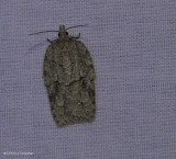 Black-lined acleris moth (<em>Acleris nigrolinea</em>), #3556