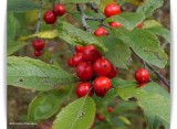Winterberry holly (<em>Ilex verticillata</em>)