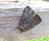 Darling underwing moth (<em>Catocala cara</em>), #8832