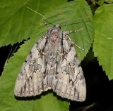 Youthful underwing moth (Catocala subnata), #8797