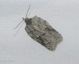 Black-lined acleris moth (Acleris nigrolinea), #3556