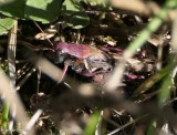 Spur-throated grasshopper (<em>Melanoplus</em> sp.)