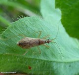Damsel bug (<em>Nabis rufusculus</em>)