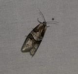 Tortricid moth (Decodes macdunnoughi), #3580.1