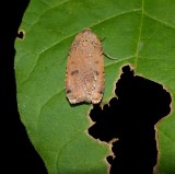 Cupid dart moth (Abagrotis cupida), #11043
