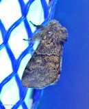 Common gluphisia moth (Gluphisia septentrionis), #7931
