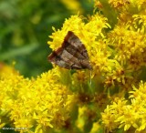 Apple Leaf Skeletonizer Moth (<em>Choreutis pariana</em>), #2650