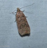 Twirler moth (Dichomeris ventrellus), #2287