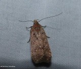 Twirler moth (Dichomeris ventrellus), #2287