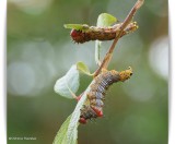 Red-humped Caterpillar Moth larvae (<em>Schizura concinna</em>), #8010