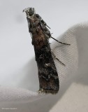 Zimmerman pine moth (<em>Dioryctria zimmermani</em>), #5852