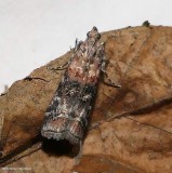 Zimmerman pine moth (<em>Dioryctria zimmermani</em>), #5852