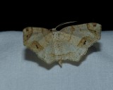 Probole moth (<em>Probole </em>)