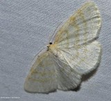Yellow-dusted cream moth (<em>Cabera erythemaria</em>), #6677