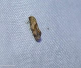 Tortricid moth (<em>Thyralia</em?)