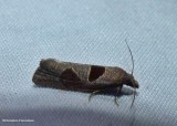 Triangle-backed eucosma moth (Pelochrista dorsisignatana), #3116
