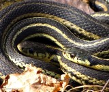 Garter snakes  (<em>Thamnophis sirtalis</em>)