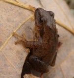 Spring peeper