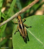 Two-striped grasshopper  (<em>Melanoplus bivittatus</em>)