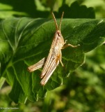  Stridulating slant-faced grasshopper (Gomphocerinae sp.)