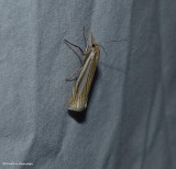 Eastern grass veneer moth (<em>Crambus laqueatellus</em>), #5378