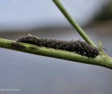 Dark-spotted palthis moth larva (<em>Palthis angulalis</em>), #8397