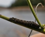 Dark-spotted palthis moth larva (<em>Palthis angulalis</em>), #8397