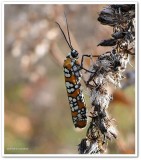 Ailanthus webworm moth (Atteva aurea), #2401