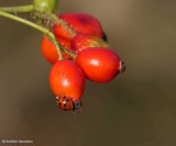 Asian lady beetle on rose hips