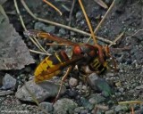 European hornet  (<em>Vespa crabro</em>)