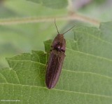 Click beetle (Elateridae)