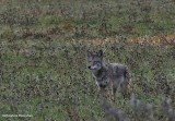 Coyote  (<em>Canis latrans</em>)