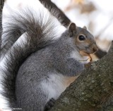 Grey squirrel