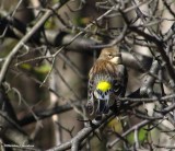 Yellow-rumped warbler