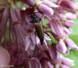 Flower long-horned beetle (<em>Leptura plebeja</em>)