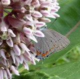 Acadian hairstreak butterfly  ((<em>Satyrium acadicum</em>)