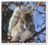 Grey squirrel