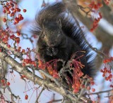 Grey squirrel, black phase