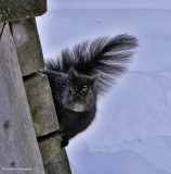 Grey squirrel, black phase