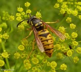 Eastern yellowjacket  (<em>Vespula maculifrons</em>)