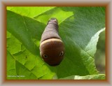 Canadian tiger swallowtail butterfly caterpillar