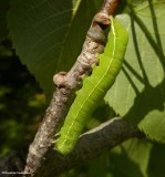 Speckled green fruitworm moth caterpillar (<em>Orthosia hibisci</em>), #10495