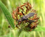 Broad-headed bug (Alydus)