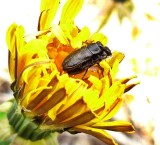 Dandelion anthaxia beetles  (<em>Anthaxia inornata</em>)